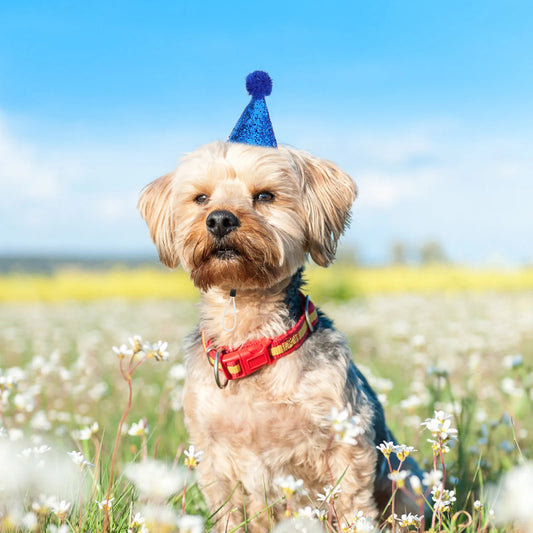 the BIRTHDAY PARTY HATS - 10PCS Pet Birthday Hat, Sparkle Cat/Dog Party Accessory, Adjustable Comfortable Fit for Various Sizes, Festive Occasions