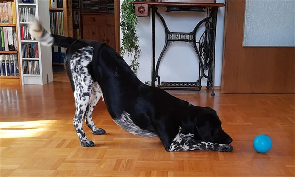 the DOGGY DIAPER - Female Dog Nappies with 8 Sanitary Pad for Bleeding, Physiological Washable Nappies, Anti-Male Dogs Harass Pants