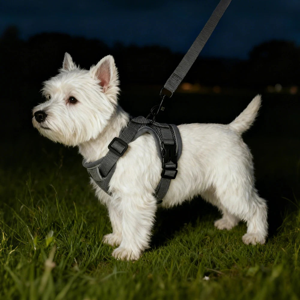 the AIRPAW REFLECTIVE HARNESS - Pet Harness and Leash Set, Reflective Walking Puppy Vest Chest Strap for Small Dogs/Cats, Breathable Outdoor Harnesses With D-Ring