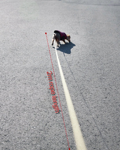 the FREESTRIDE RETRACTABLE LEASH - Retractable 2M Dog Leash, Automatic Freely Dog/Puppy/Cat Traction Rope, Belt Dog Leash