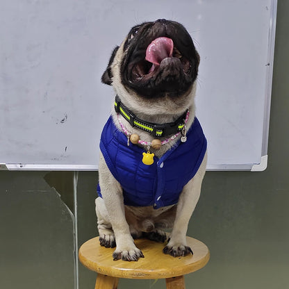 Winter Warm Dog Clothes for Small Dogs Puppy Cat Coat Soft Fleece Linner Pet Jacket Chihuahua Vest Pug Outfits Yorkie Costume