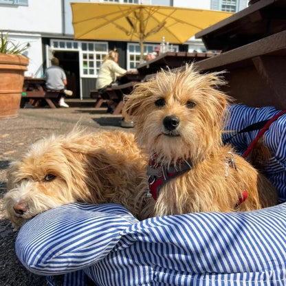 Pet Car Safety Seat Bed Pad Kennel Removable Washable Pet Supplies Four Season Universal Outdoors Traveling Indoor Dog Car Seat