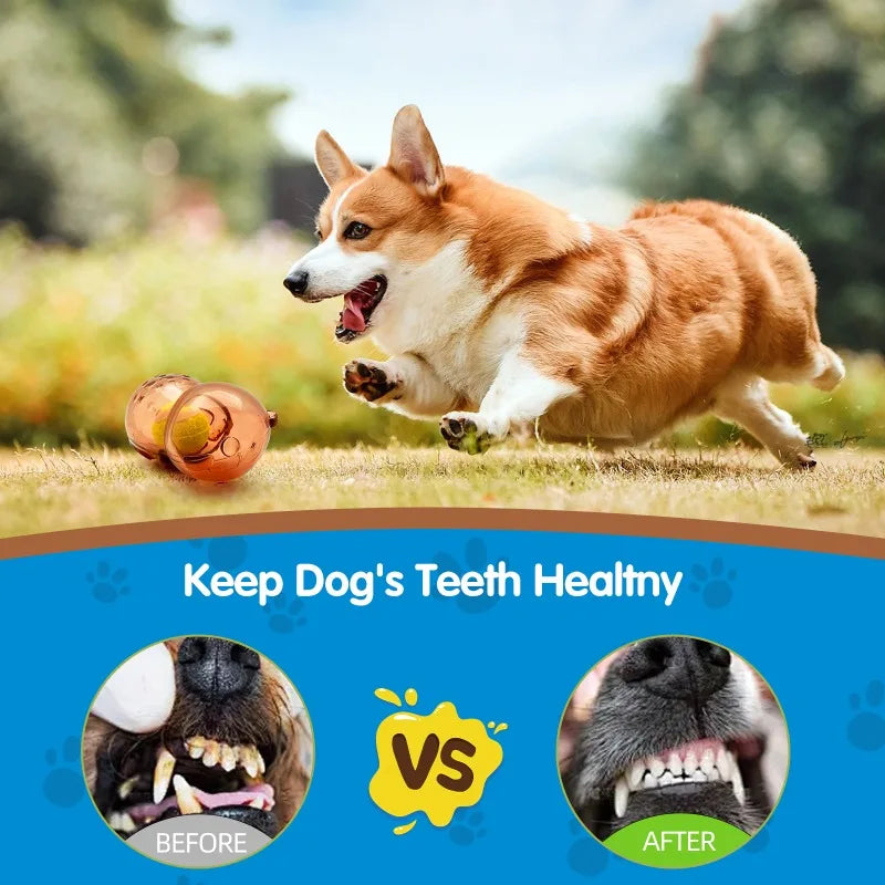 Pet Dog Chew Toy Outdoor Pet Puppy Bite Resistant Molar Floating Rubber Tennies Bear Squeaky Toy Dog Squeaky Toy Accessories