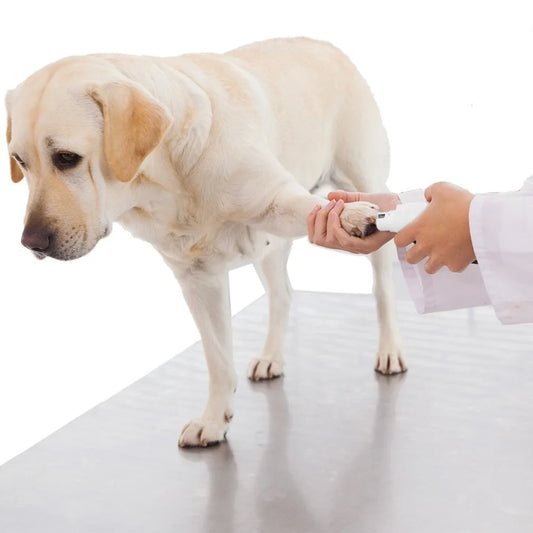 the PAWPERFECT GRINDER - Electric Pet Nail Trimmer, USB Powered Low Noise Pet Nail Grinder, Clipper for Dog/Cat, Grooming Care Electric Dog Nail Grinder