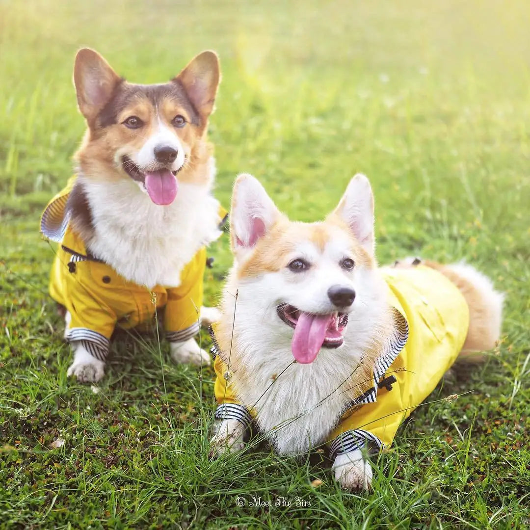 the PENNYWISE COAT - Fashion Raincoat for Dogs, Waterproof Raincoat Jacket Coat, Windproof for Small/Medium/Large Dogs Pet Fashion Clothes