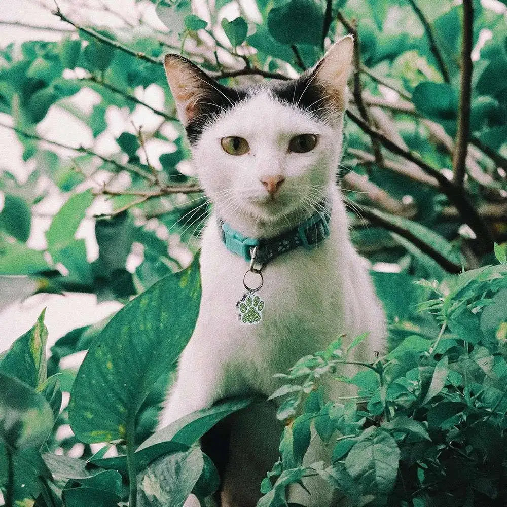 Cat Dog Paw Print Dog Cat Tags Personalized Anti-Lost Pet Glitter Pendant Exquisite with Hook Pet Collar Tag Pendant Kitten