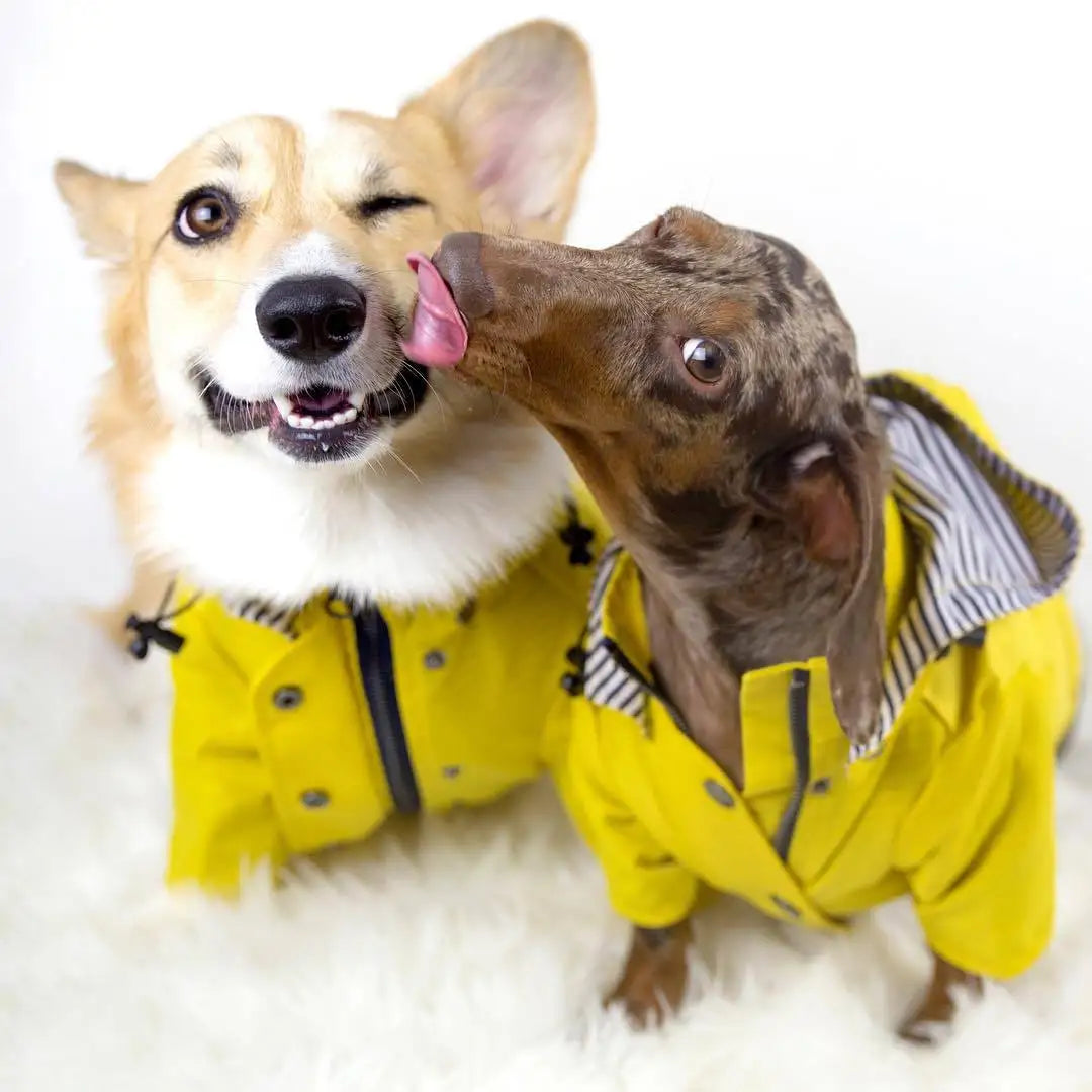 the PENNYWISE COAT - Fashion Raincoat for Dogs, Waterproof Raincoat Jacket Coat, Windproof for Small/Medium/Large Dogs Pet Fashion Clothes