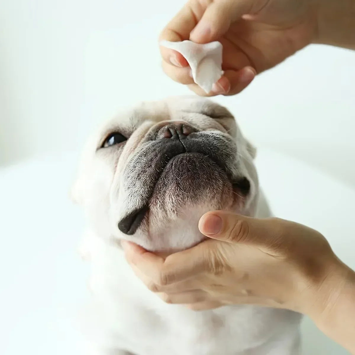 the PET TEAR WIPES - 60pcs/Set Eye Wet Wipes, Universal Disposable Non-Woven Wet Towels, Ear Stain Remover, Dog/Cat Wipes, Grooming Tools Pet Accessories