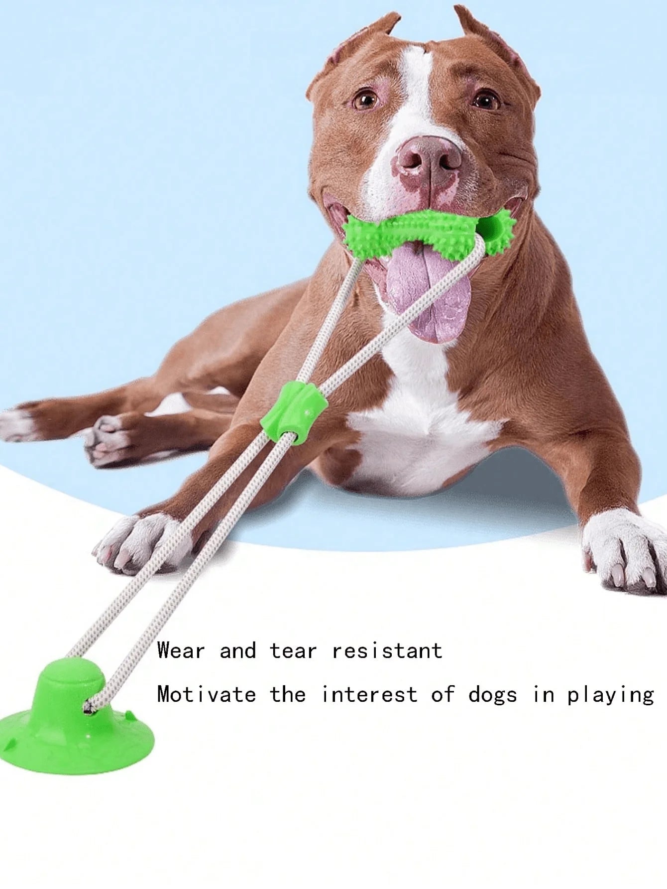 A TPR dog gnaws on a toy sucker bottom bone and grinds its teeth with a bite-resistant training stick