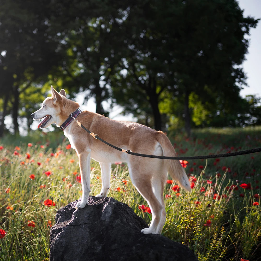 the TRAILMASTER HANDS-FREE LEASH - New Generation Dog Leash, Multi-Functional 2.1M Generation Adjustable and Nylon for Large, Hands-Free Leash for 2 Dogs, Universal