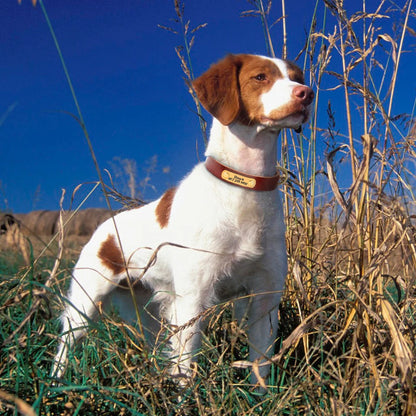 the CUSTOMPAWS EVERYDAY COLLAR - Personalized Dog Collar, PU Leather Puppy/Dog Collars, Durable Pet Necklace, Adjustable for Small/Medium/Large Dogs, Pug, Free Custom