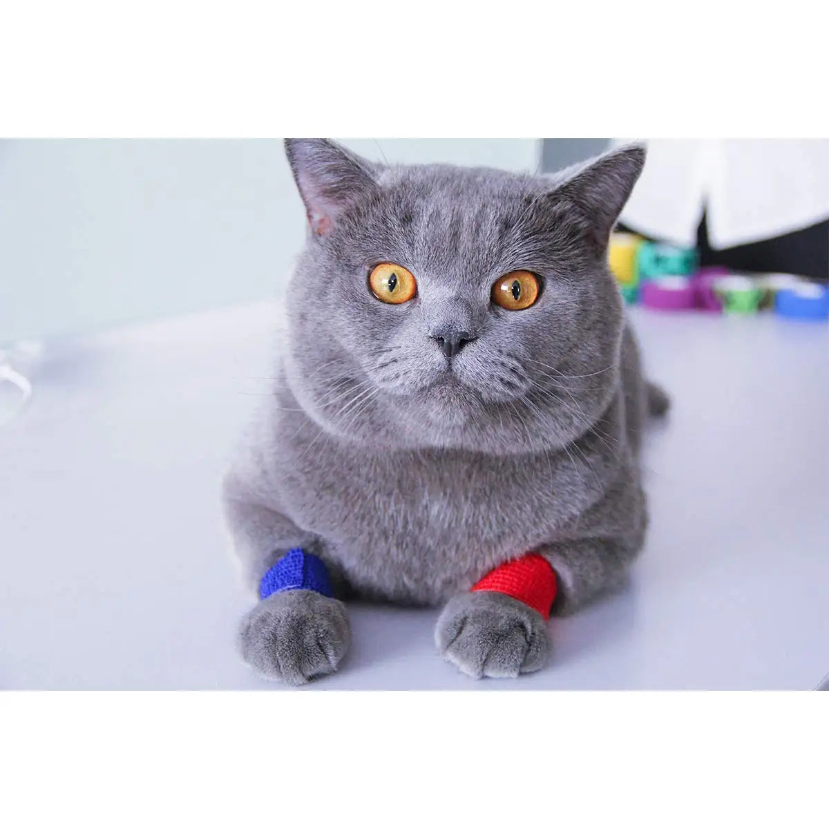 12 Rolls Self Adherent Bandage Elastic Bandage Self Adhesive Bandage Vet Wrap for Dog Cat Horse Pet Animals Ankle Sprains