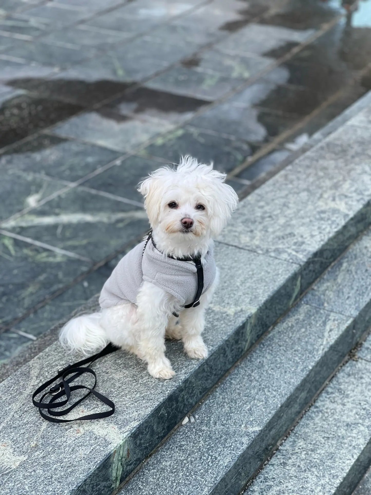 Dog Fleece Vest Chihuahua Winter Clothing For Small Dogs Warm Dachshund Dog Coat For Medium Bulldog Pitbull Maltese Dogs Jumpers