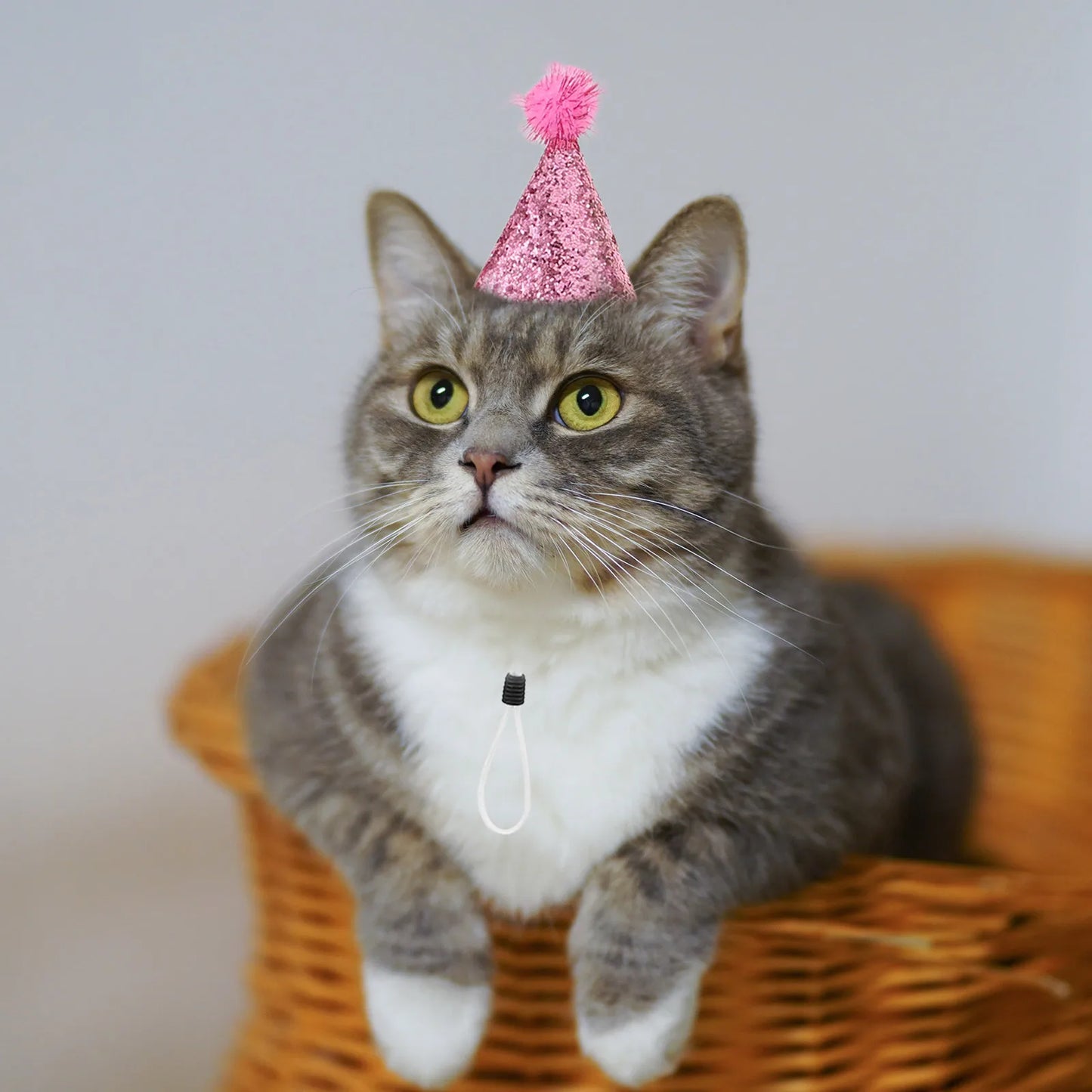 the BIRTHDAY PARTY HATS - 10PCS Pet Birthday Hat, Sparkle Cat/Dog Party Accessory, Adjustable Comfortable Fit for Various Sizes, Festive Occasions