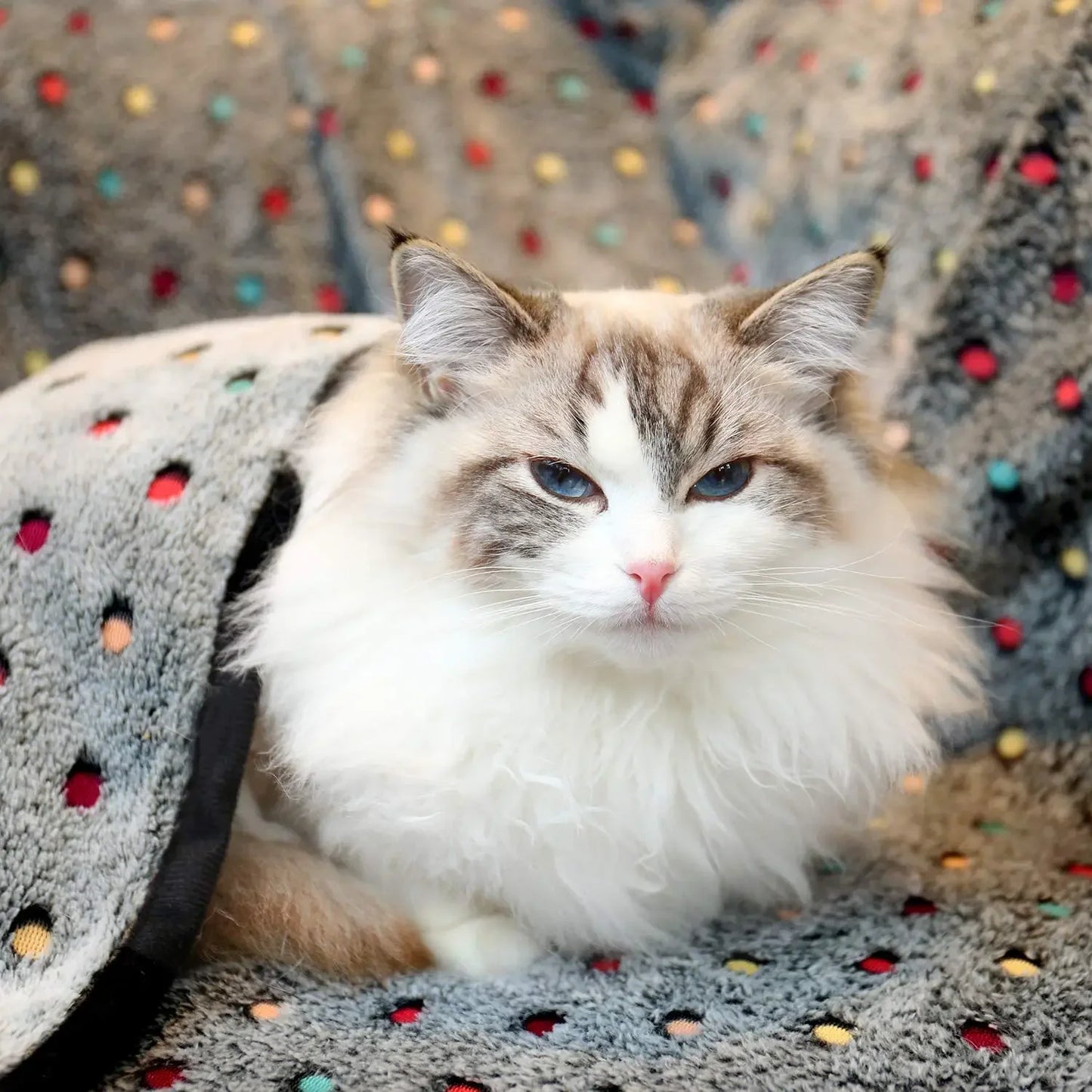 Soft Fluffy High Quality Pet Blanket Cute Cartoon Pattern Pet Mat Warm And Comfortable Blanket For Cat Dogs Mat Cover Pet Suppli