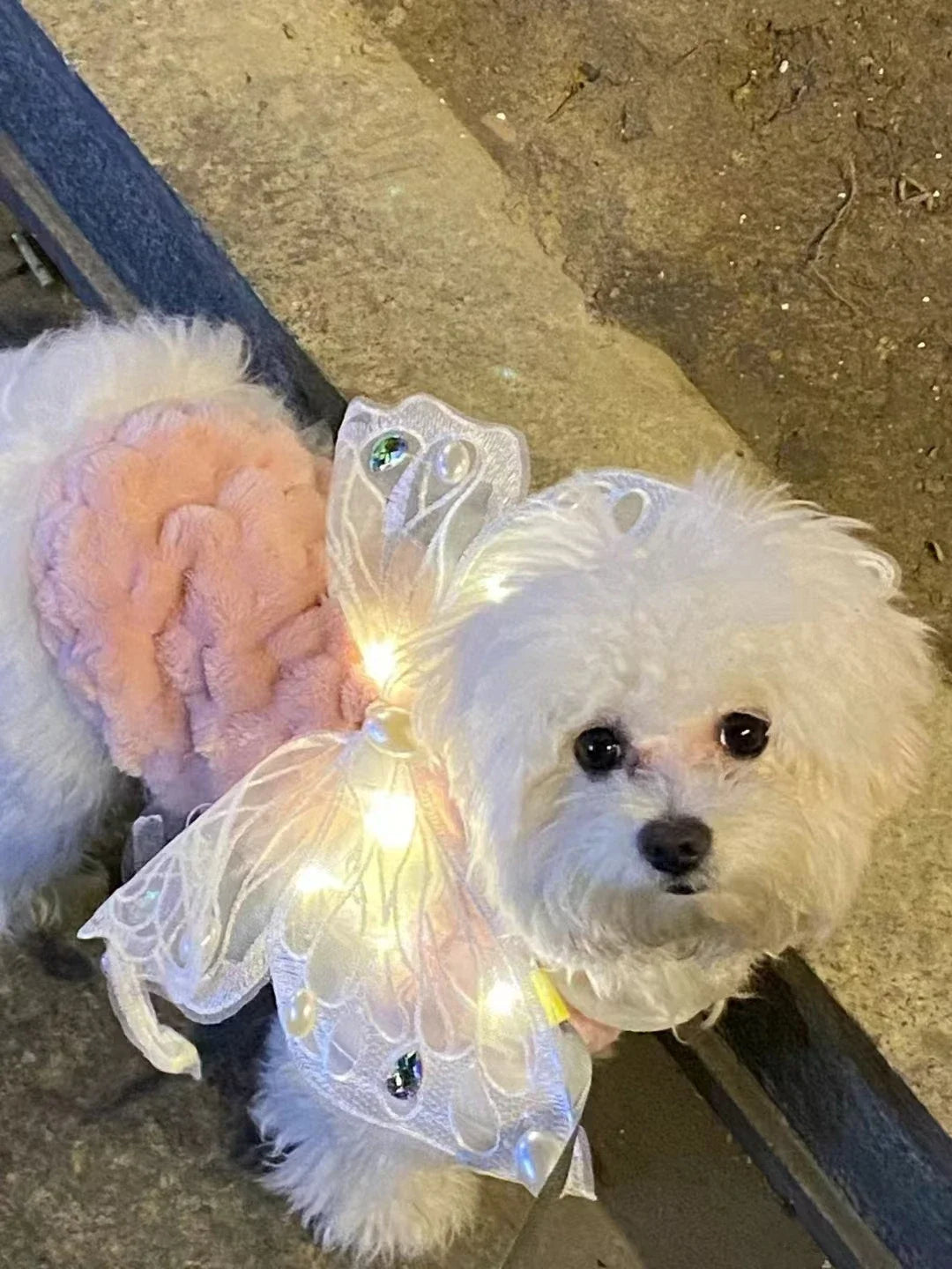 Dog wings glowing butterfly back decoration puppy summer clothes chest back decoration small dog Pomeranian Teddy Bigbear