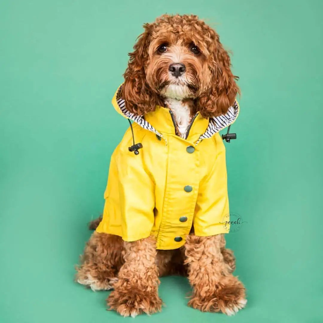 the PENNYWISE COAT - Fashion Raincoat for Dogs, Waterproof Raincoat Jacket Coat, Windproof for Small/Medium/Large Dogs Pet Fashion Clothes