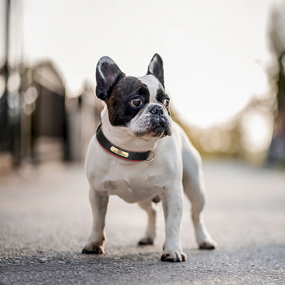 the ENGRAVEPAWS ID COLLAR - Personalized PU Leather Dog Collar, Free Engraved Dog ID Collars, Nameplate Soft Padded for Small/Medium/Large Dogs, Adjustable