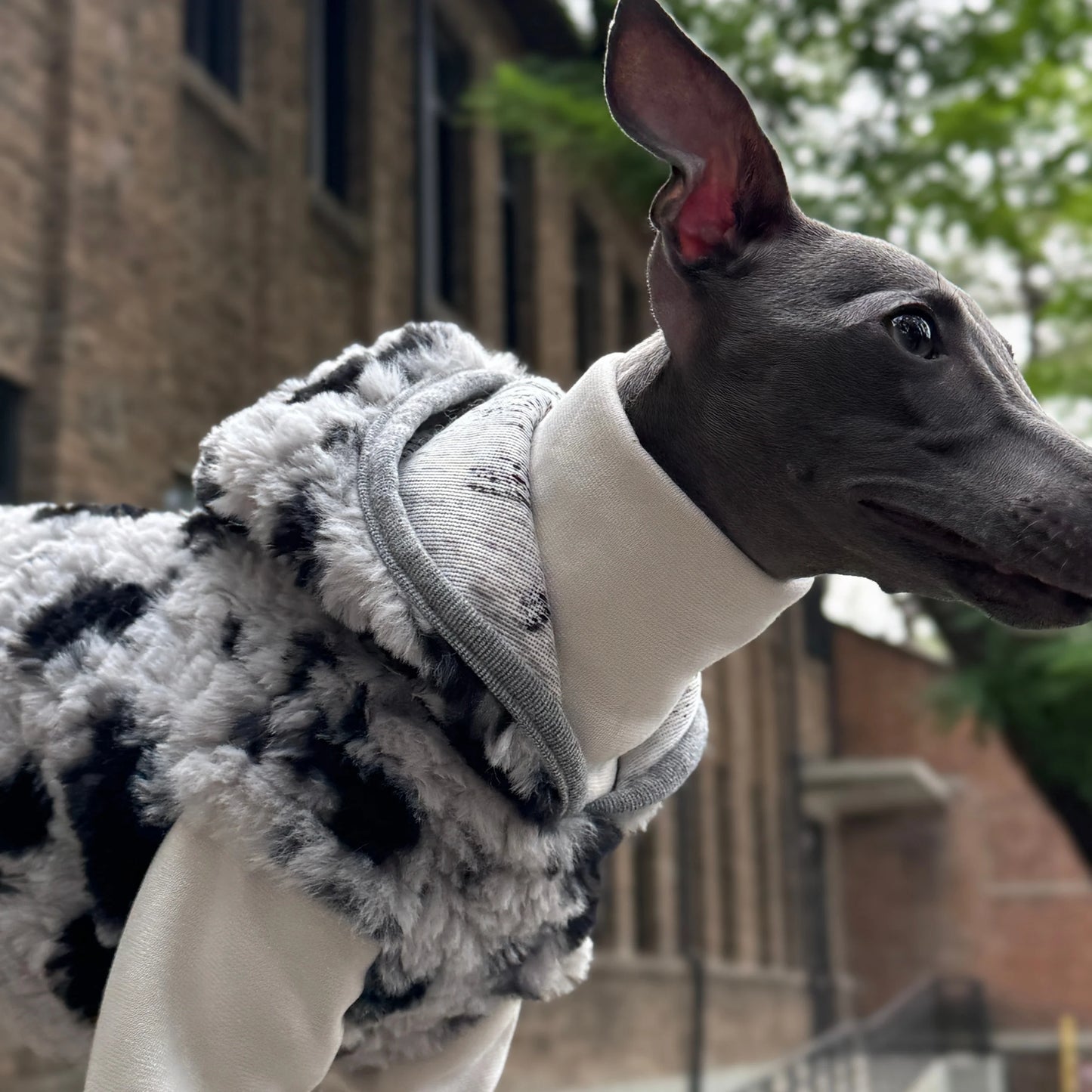 Hooded Leopard Sweater for Dogs in Winter Soft 4-legged False Two Fleece Coat for Greyhounds Warm High-neck Jumpsuit for Whippet